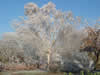 22 dec 2007: Rijp op de bomen na mist en vorst.